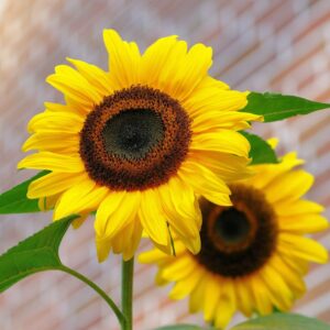 sunflower-flowers-bright-yellow-46216-46216.jpg
