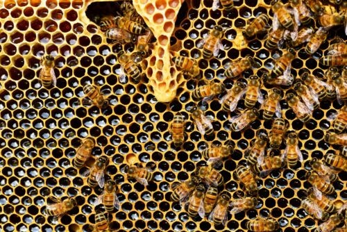 queen-cup-honeycomb-honey-bee-new-queen-rearing-compartment-56876-56876.jpg